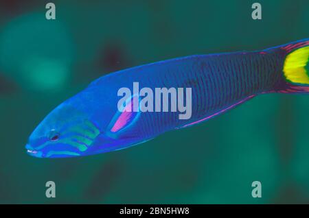 Moon Wrasse, Thalassoma lunare, Emron Tauchplatz, Seraya, Bali, Indonesien, Indischer Ozean Stockfoto