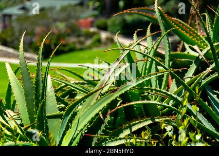 Nahaufnahme einer großen Aloe Vera Pflanze mit Bokeh Hintergrund. Stockfoto