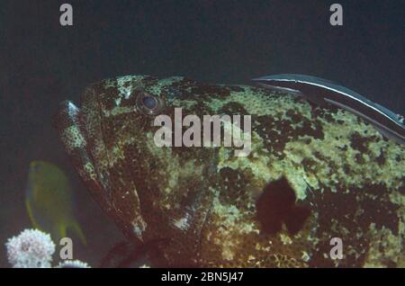 Brown-Marbled Grouper, Epinephelus fuscoguttatus, mit schlanken Suckerfish, Ekeneis naucrates, Halong-halong Tauchplatz Stockfoto