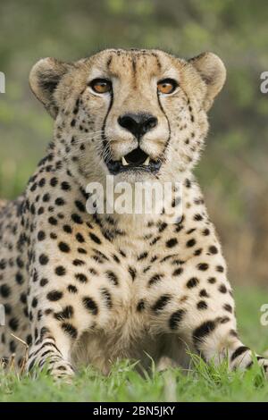 Porträt eines großen wachsam männlichen Cheetah Kruger National Park Südafrika Stockfoto