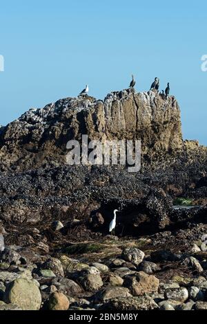 Doppelkastanienkormorane, eine Westmöwe und ein Schneegreiher versammelten sich bei Ebbe um einen großen Felsvorsprung, Leo Carrillo State Park, Malibu, Califor Stockfoto