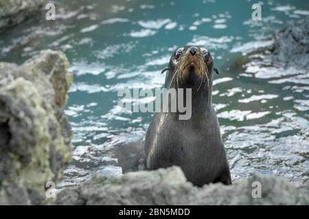 Neuseeländische Robbe (Arctocephalus forsteri) an felsiger Küste, Kap Palliser, Wellington Region, Nordinsel, Neuseeland Stockfoto