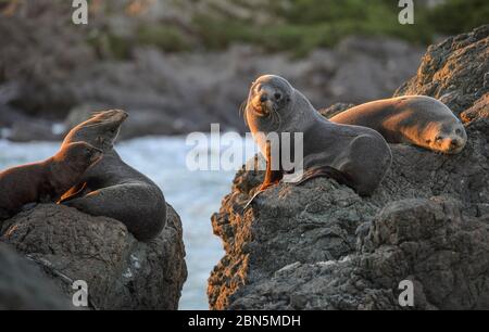 Neuseeland Pelzseelen (Arctocephalus forsteri), Jungtiere einer Kolonie, die auf Felsen liegen, Cape Palliser, Wellington Region, Neuseeland Stockfoto