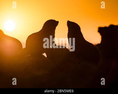 Silhouette von zwei neuseeländischen Pelzrobben im Gegenlicht bei Sonnenuntergang, Ohrrobben, Zwergpelzrobben, Pelzrobben (Arctocephalus pusillus), Cape Palliser Stockfoto