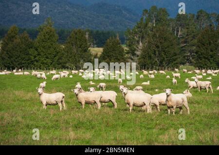 Schafherde auf grüner Weide, Bäume im Rücken, Karapiro, Matamata, Waikato, North Island, Neuseeland Stockfoto