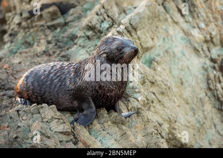 Jungtier Neuseeländischer Seebär, Ohrrobbe, Pygmäenrobbe, Pelzrobbe (Arctocephalus pusillus), Kap Palliser, Wellington Region, Nordinsel, Neuseeland Stockfoto