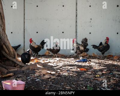 Urban freireihende Hühner unter Müll (Müll) in Miami, Florida, USA Stockfoto