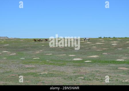 Spätfrühling in den Badlands von North Dakota: Tetons Band of Wild Horses steht in einer Prairie Dog Town in der Theodore Roosevelt National Park South Unit Stockfoto