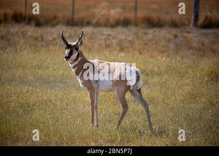 WY04258-00....WYOMING - eine amerikanische Antilope auf einem Feld auf einem Rangeland bei Kaycee. Stockfoto