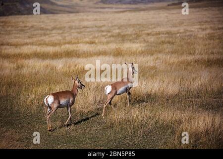 WY04259-00....WYOMING - eine amerikanische Antilope auf offenem Rangeland in der Nähe der Stadt Kaycee. Stockfoto