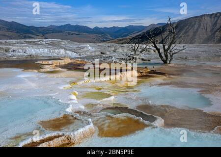 WY04263-00....WYOMING - farbenfrohe heiße Quellen auf den oberen Terrassen von Mammoth Hot Springs im Yellowstone Nationalpark. Stockfoto