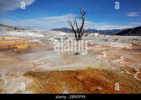 WY04265-00....WYOMING - farbenfrohe heiße Quellen auf den oberen Terrassen von Mammoth Hot Springs im Yellowstone Nationalpark. Stockfoto