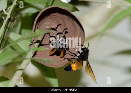 Kleiner gebänderter Hornet, Vespa affinis, Untersuchung verlassenen Nest mit toten Hornet mit weißen Augen, Klungkung, Bali, Indonesien Stockfoto