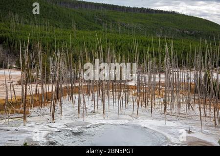 WY04277-00....WYOMING - Bäume, die durch die wechselnden Abflussmuster der heißen Quellen im Norris Geyser Basin des Yellowstone National Park getötet wurden. Stockfoto