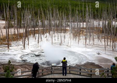 WY04278-00...WYOMING - Bäume töten durch die wechselnden Abflussmuster der heißen Quellen im Norris Geyser Basin des Yellowstone National Park. Stockfoto