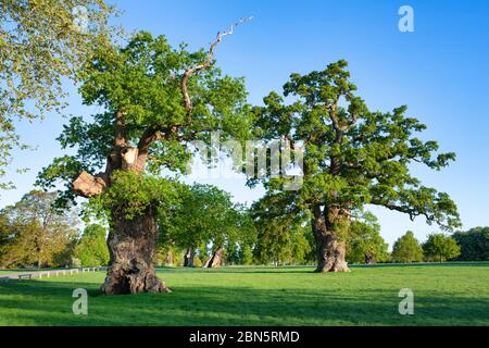 Quercus robur. Alte Eiche mit ausgehöhlten Stamm im Blenheim Park an einem frühen Frühlingsmorgen. Woodstock, Oxfordshire, England Stockfoto