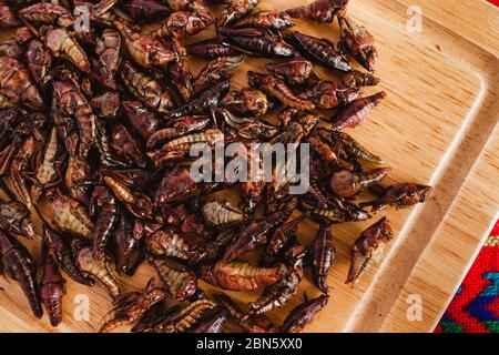 Chapulines, Grashüpfer und Guacamole Snack traditionelle mexikanische Küche aus Oaxaca mexiko Stockfoto