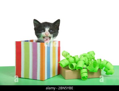 Entzückende Smoking schwarz-weiß Kätzchen Höhepunkt aus einem festlich gestreiften Geschenk, Deckel mit grünen lockigen Bogen von der Seite sitzen auf einem grünen Tisch. Isolat Stockfoto