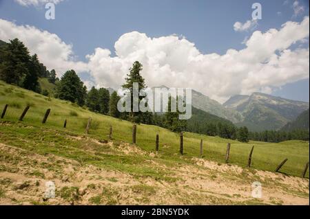 Pahalgam, Jammu und Kaschmir, Indien - 01. August 2011: Landschaft der schillernden Natur des Aru-Tals im äußersten Norden Indiens Stockfoto