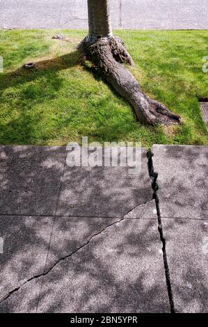 Baumwurzelwachstum verursacht gebrochenen Beton Bürgersteig, Seattle, Washington Stockfoto