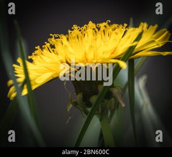 Gelbe Löwenzahn Blume Nahaufnahme. Blütenblätter wachsen unter grünem Gras auf dem Rasen. Stockfoto