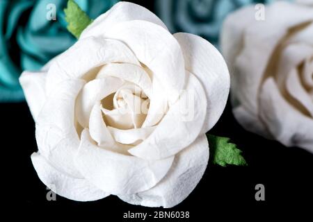White Paper Rose mit anderen Rosen auf schwarzem Hintergrund Stockfoto