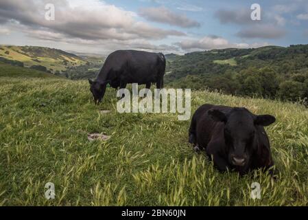 Kühe mit offenem Feld grasen in ihrer offenen Landschaft in der Bay Area von Kalifornien. Stockfoto