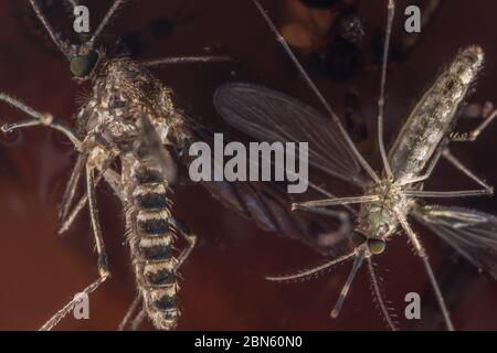 Weibliche Culcidae-Mücke aus Berkeley, Kalifornien, USA. Stockfoto