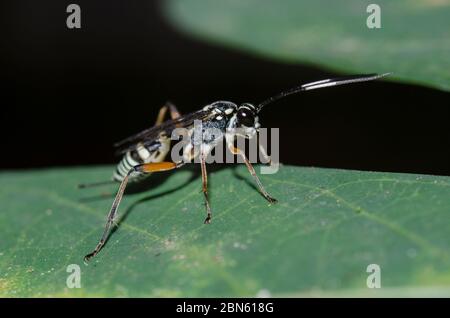 Darwin Wasp, Ichneumon promissorius, mit Ovipositor auf Blatt, Klungkung, Bali, Indonesien Stockfoto