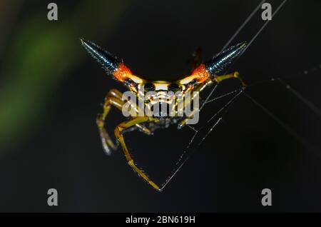 Crablike Spiny Orbweaver Spider, Gasteracantha cancriformis, On Web, Klungkung, Bali, Indonesien Stockfoto