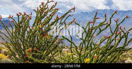 Ocotillo Pflanze in Blüte mit Anza Borrego Desert State Park im Hintergrund, Kalifornien, USA Stockfoto