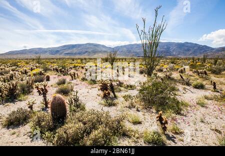 Die 2017 Wüste blühenden Anza Borrego Desert State Park im Hintergrund, Kalifornien, USA Stockfoto