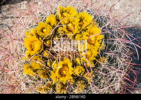 Nahaufnahme eines Faßkaktus in Blüte, Anza Borrego Desert State Park im Hintergrund, Kalifornien, USA Stockfoto