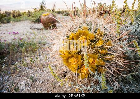 Nahaufnahme eines Faßkaktus in Blüte in der Nähe von Anza Borrego Desert State Park im Hintergrund, Kalifornien, USA Stockfoto