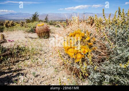 Nahaufnahme eines Faßkaktus in Blüte in der Nähe von Anza Borrego Desert State Park im Hintergrund, Kalifornien, USA Stockfoto