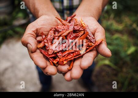 Chile Guajillo, mexikanische getrocknete Chili-Pfeffer, Auswahl an Chili-Paprika in Bauernhand in Mexiko Stockfoto