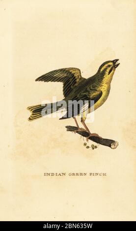 Gelbbrauner Grünfink, Chloris spinoides. Indischer Grünfink. Handkolorierter Holzschnitt nach George Edwards aus The Natural History of Birds, herausgegeben von Brightly and Childs, Bungay, Suffolk, 1815. Charles Brightly gründete 1795 in Bungay eine Druckgießerei und ging 1808 eine Partnerschaft mit dem nonkonformistischen Radikaldrucker John Firby Childs ein. Stockfoto