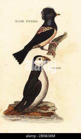 Rosy Starling, Pastor roseus, und Atlantic puffin, Fratercula arctica. Rosenoulel und Papageientaucher. Handkolorierter Holzschnitt nach einer Illustration von Edward Donovan aus der Naturgeschichte der Vögel, herausgegeben von Brightly and Childs, Bungay, Suffolk, 1815. Charles Brightly gründete 1795 in Bungay eine Druckgießerei und ging 1808 eine Partnerschaft mit dem nonkonformistischen Radikaldrucker John Firby Childs ein. Stockfoto