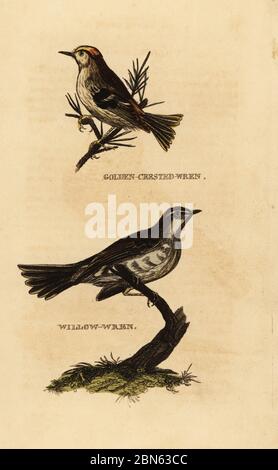 Goldkamm, Regulus regulus und Weidenwaldsänger, Phylloscopus trochilus. Goldkrepfenwren und Weidenwren. Handkolorierter Holzschnitt nach einer Illustration von Edward Donovan aus der Naturgeschichte der Vögel, herausgegeben von Brightly and Childs, Bungay, Suffolk, 1815. Charles Brightly gründete 1795 in Bungay eine Druckgießerei und ging 1808 eine Partnerschaft mit dem nonkonformistischen Radikaldrucker John Firby Childs ein. Stockfoto