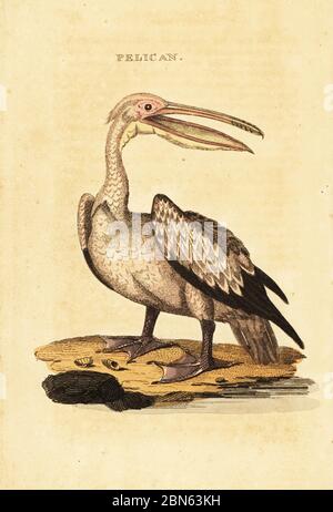 Großer weißer Pelikan, Pelecanus onocrotalus. Pelikan. Kopiert von George Shaws Illustration in Zoological Lectures, die an der Royal Institution, 1809. Handkolorierter Holzschnitt aus der Naturgeschichte der Vögel, herausgegeben von Brightly and Childs, Bungay, Suffolk, 1815. Charles Brightly gründete 1795 in Bungay eine Druckgießerei und ging 1808 eine Partnerschaft mit dem nonkonformistischen Radikaldrucker John Firby Childs ein. Stockfoto