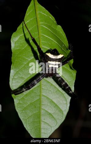 Weibliche Argiope Spinne, Argiope sp, auf Netz auf Blatt, Klungkung, Bali, Indonesien Stockfoto