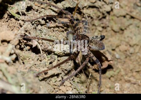 Braune Huntsman Spider,Heteropoda sp, mit Cricket Nymphe, Gryllidae Familie, Klungkung, Bali, Indonesien Stockfoto