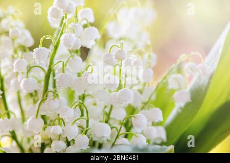 Nahaufnahme der Maiglöckchen blüht. Stockfoto