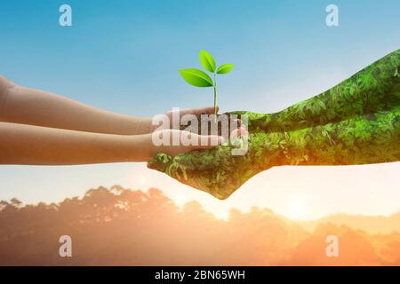 Umwelt Earth Day Hände von der Natur. Mädchen Hände halten Bäume wachsen auf goldenem Licht Natur Berg Hintergrund. Ökologie und Naturkonzept. Stockfoto