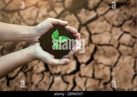 Draufsicht Hände halten Baum wächst auf geknackten Erde. Umwelt- und Naturschutzkonzept mit Baumhobelung auf grüner Erdkugel. Stockfoto