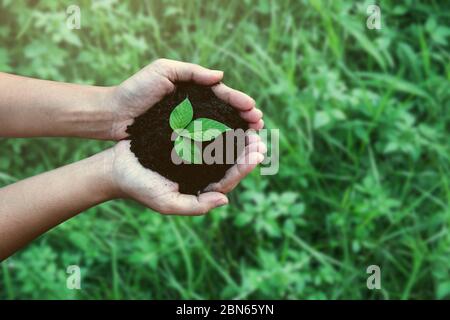 Draufsicht Hände halten Baum wächst auf grüner Wiese Hintergrund. Umwelt- und Naturschutzkonzept mit Baumhobelung auf grünem Globus e Stockfoto