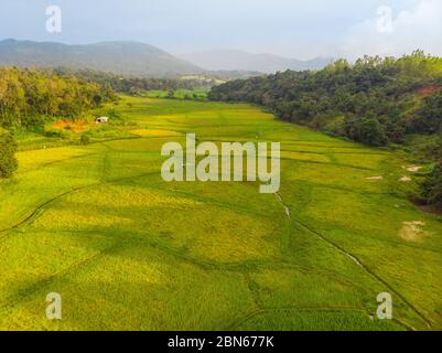 Luftaufnahme von üppigen grünen Reisfeldern eines Dorfes in der Nähe von Sakleshpur (Karnataka, Indien) Stockfoto