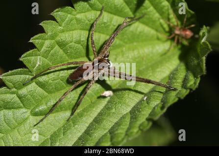 Eine Jagd Nursery Web Spider, Pisaura mirabilis, auf einem Brennnesselblatt im Frühling. Stockfoto