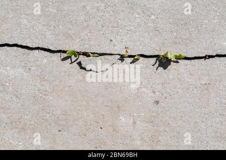 Grüner Sprossen bricht durch Asphalt. Der Beginn eines neuen Lebenskonzepts. Flaches Lay Stockfoto