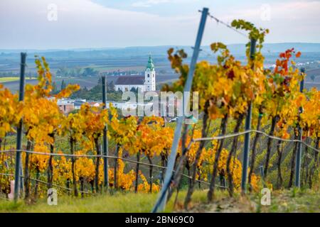 Weinberg bei Unterretzbach im Weinviertel, Oberösterreich Stockfoto